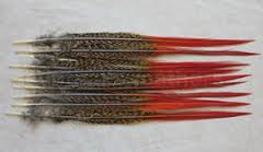 PHEASANT TAIL FEATHER GOLDEN WITH TIP